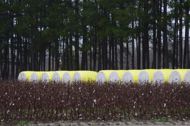Freshly harvested cotton field in central South Carolina